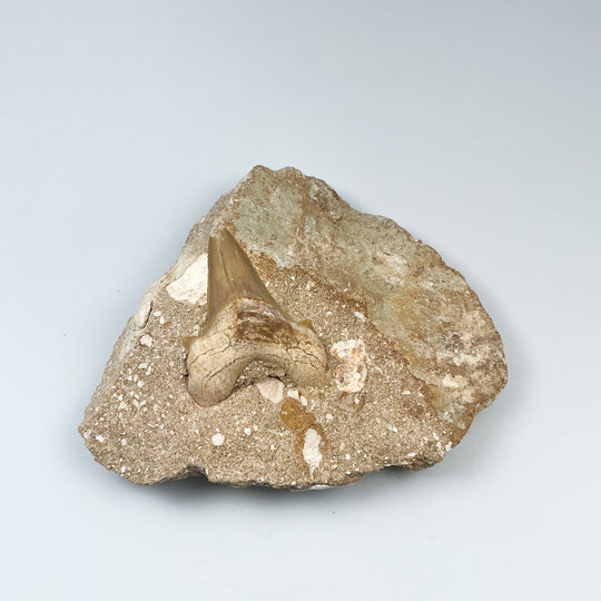 Fossilized Otodus/Lamna Shark Tooth Specimen in Matrix - Rocks and Gems Canada