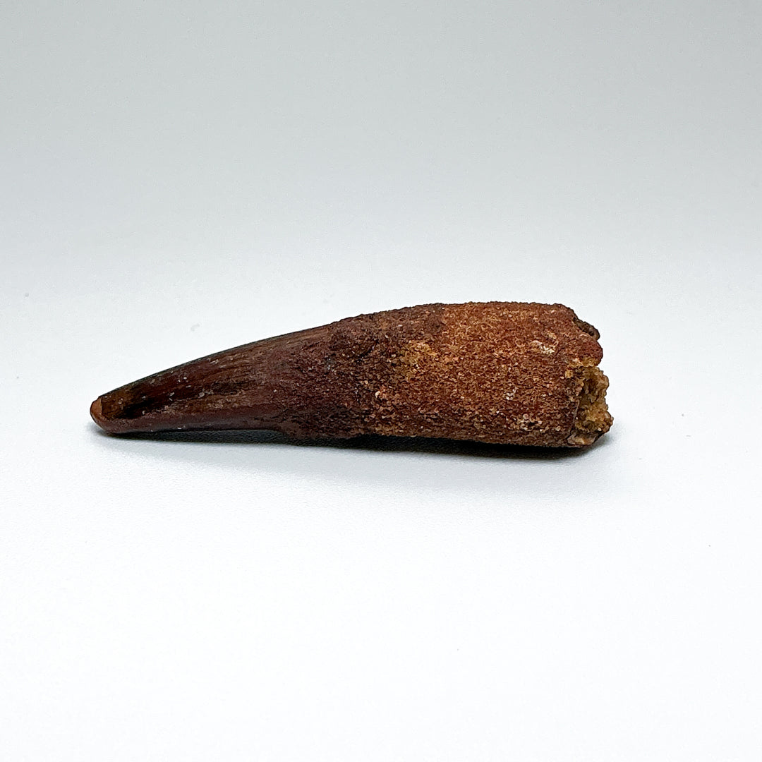 Fossilized Spinosaurus Tooth Specimen