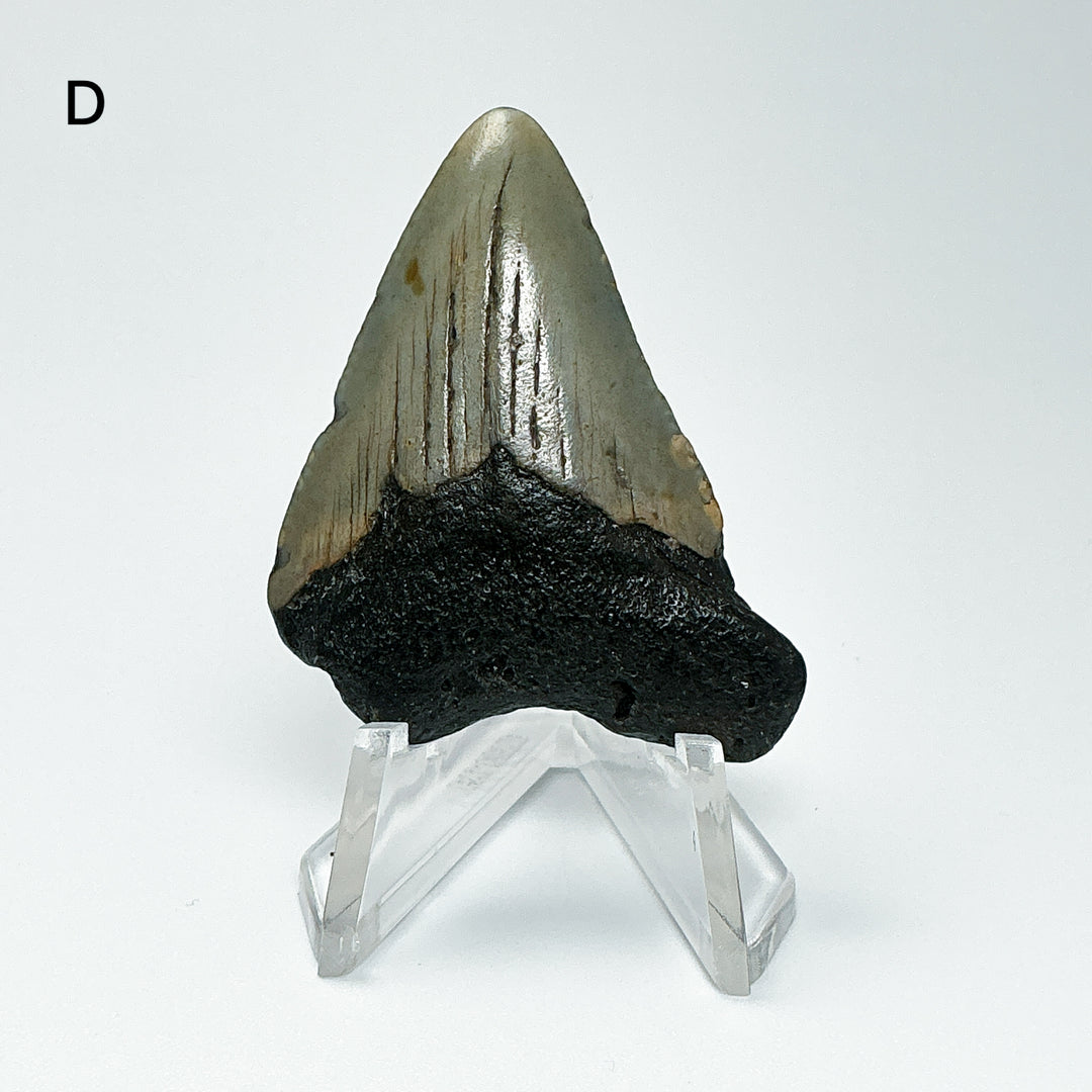 Fossilized Shark Tooth Specimen: Carcharodon Megalodon