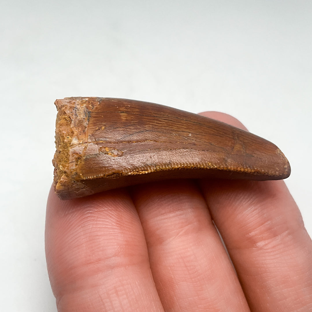 Fossilized Carcharodontosaurus Dinosaur Tooth Specimen