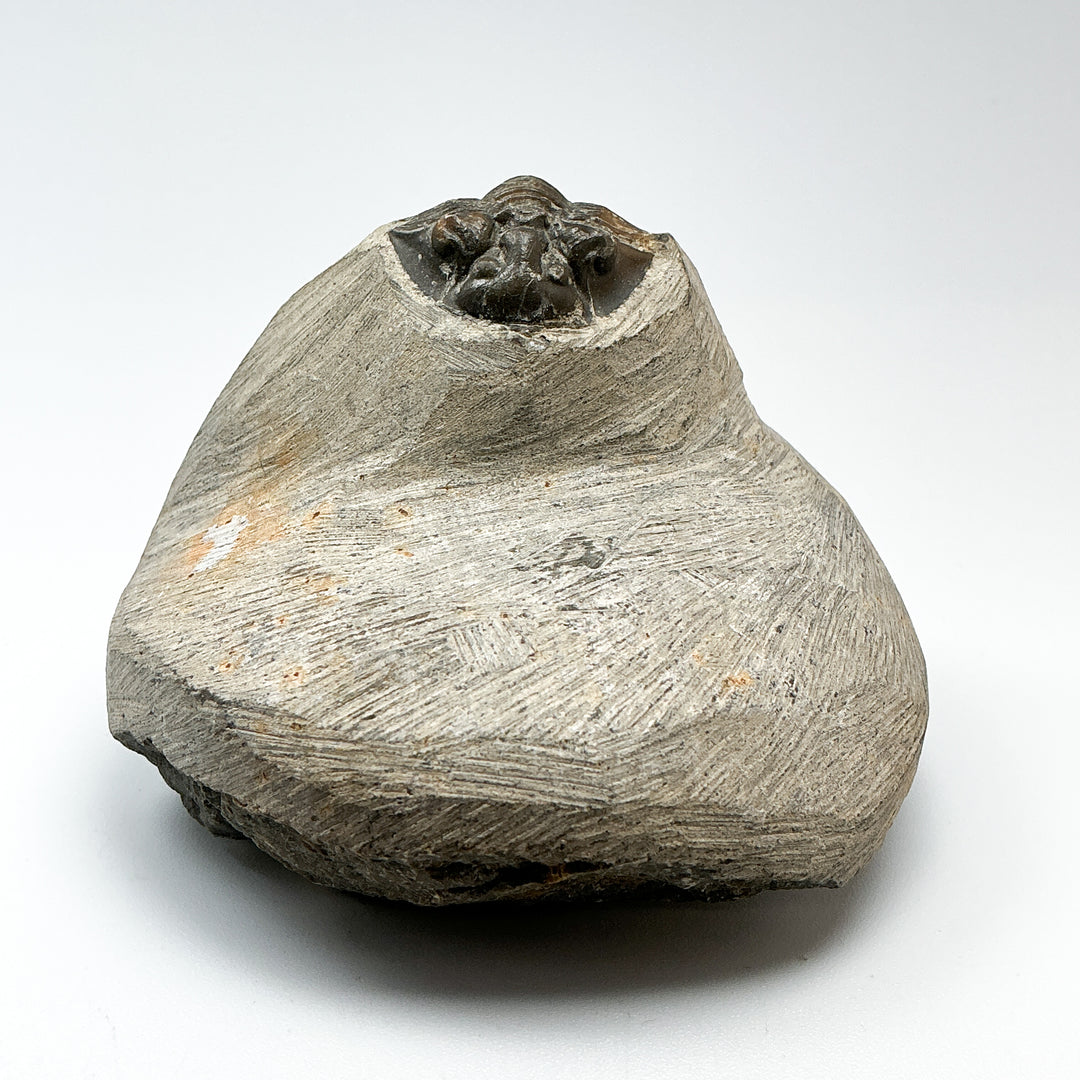 Trilobite Scutellum Fossil
