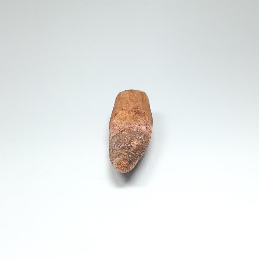 Fossilized Spinosaurus Tooth Specimen - Rocks and Gems Canada
