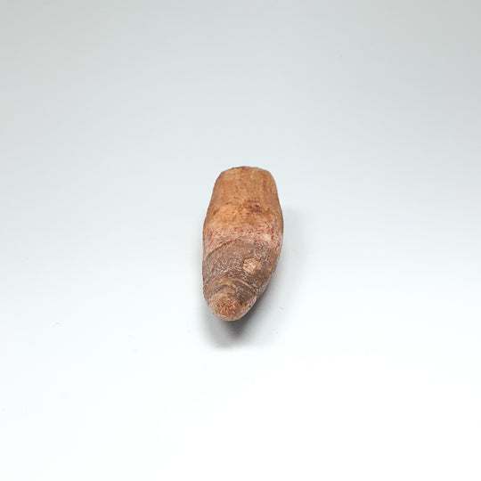 Fossilized Spinosaurus Tooth Specimen - Rocks and Gems Canada