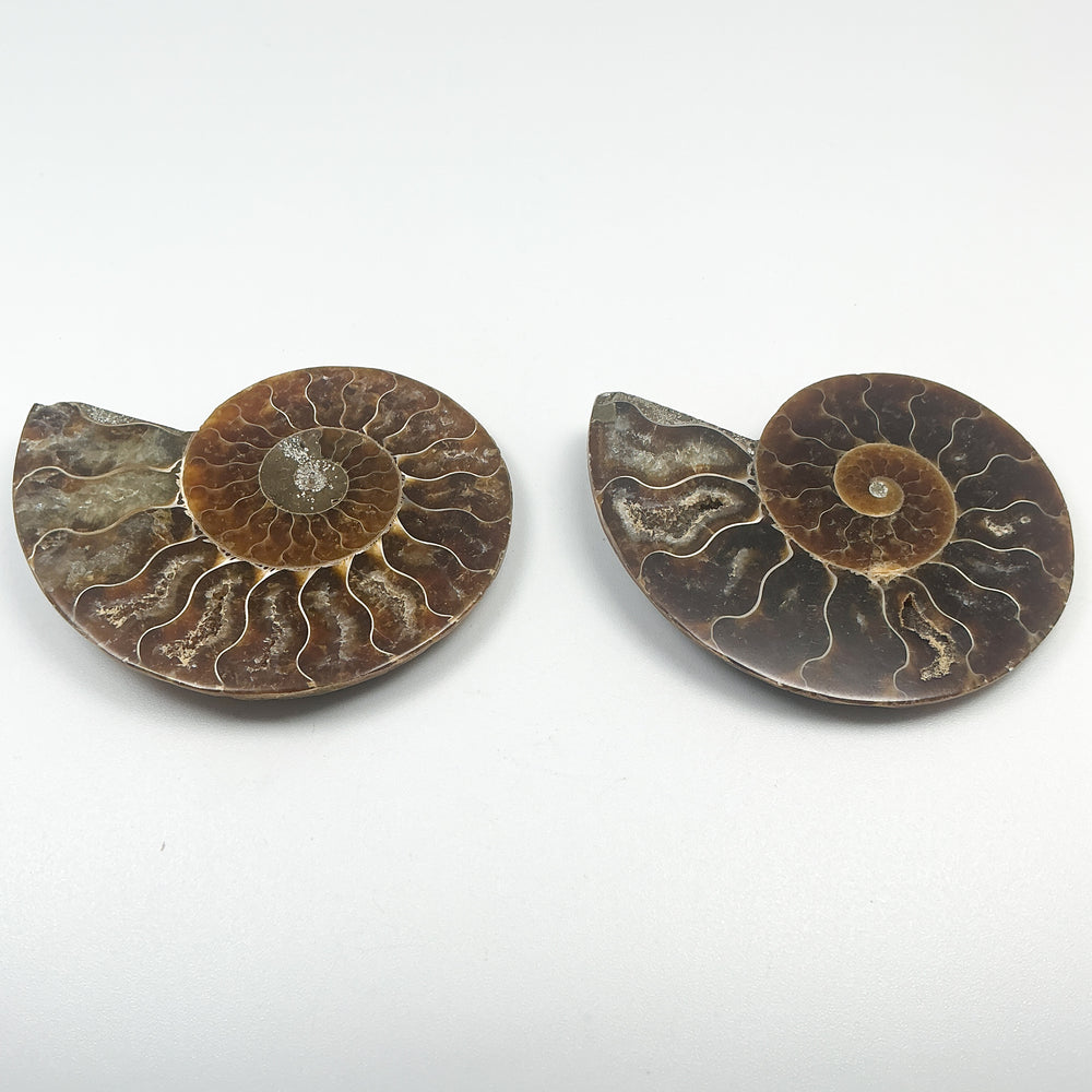 Chambered Ammonite - Rocks and Gems Canada
