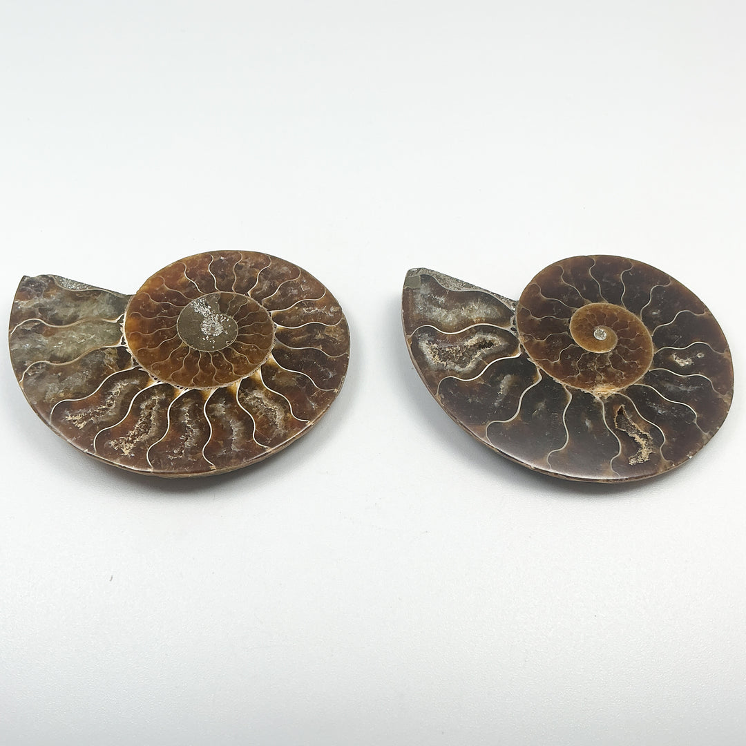 Chambered Ammonite