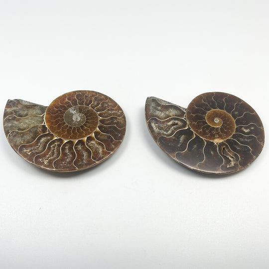 Chambered Ammonite