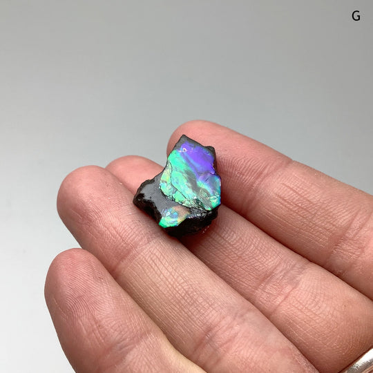 Ammolite Specimen - Rocks and Gems Canada