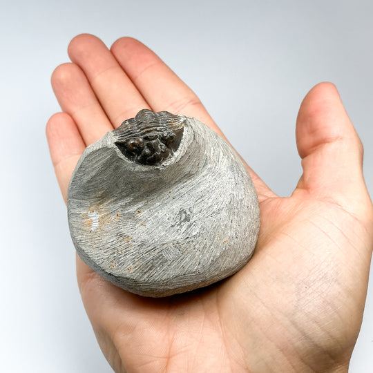 Trilobite Scutellum Fossil