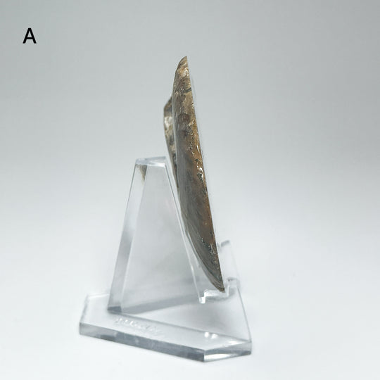Chambered Ammonite
