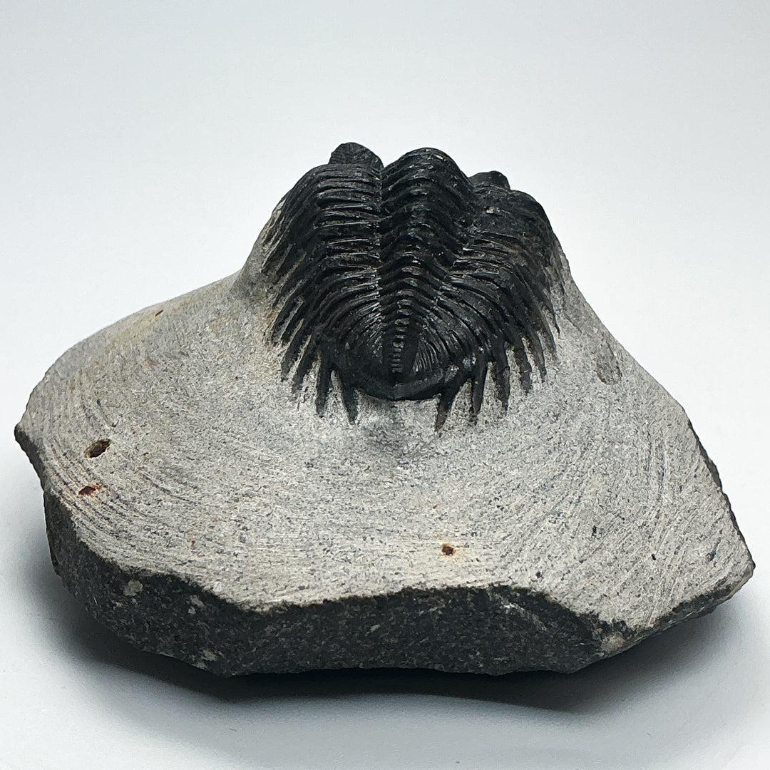 Trilobite Coltranea Fossil