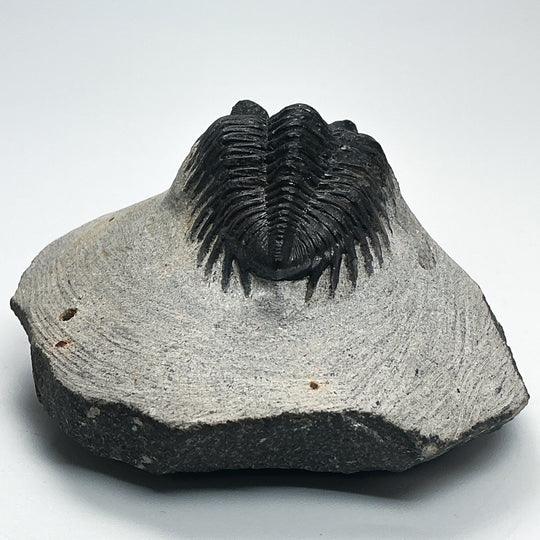 Trilobite Coltranea Fossil
