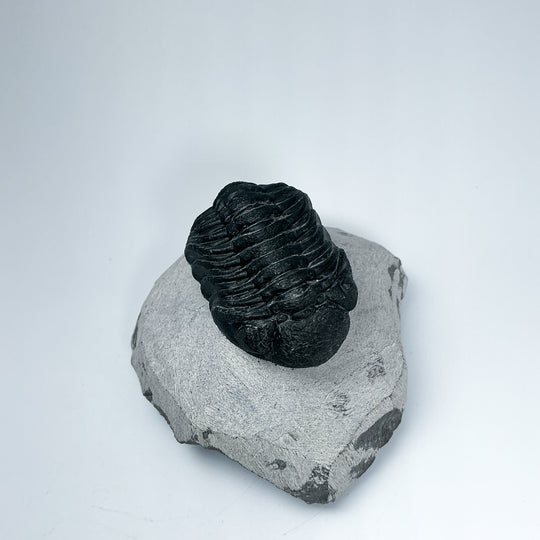 Trilobite Phacops Fossil