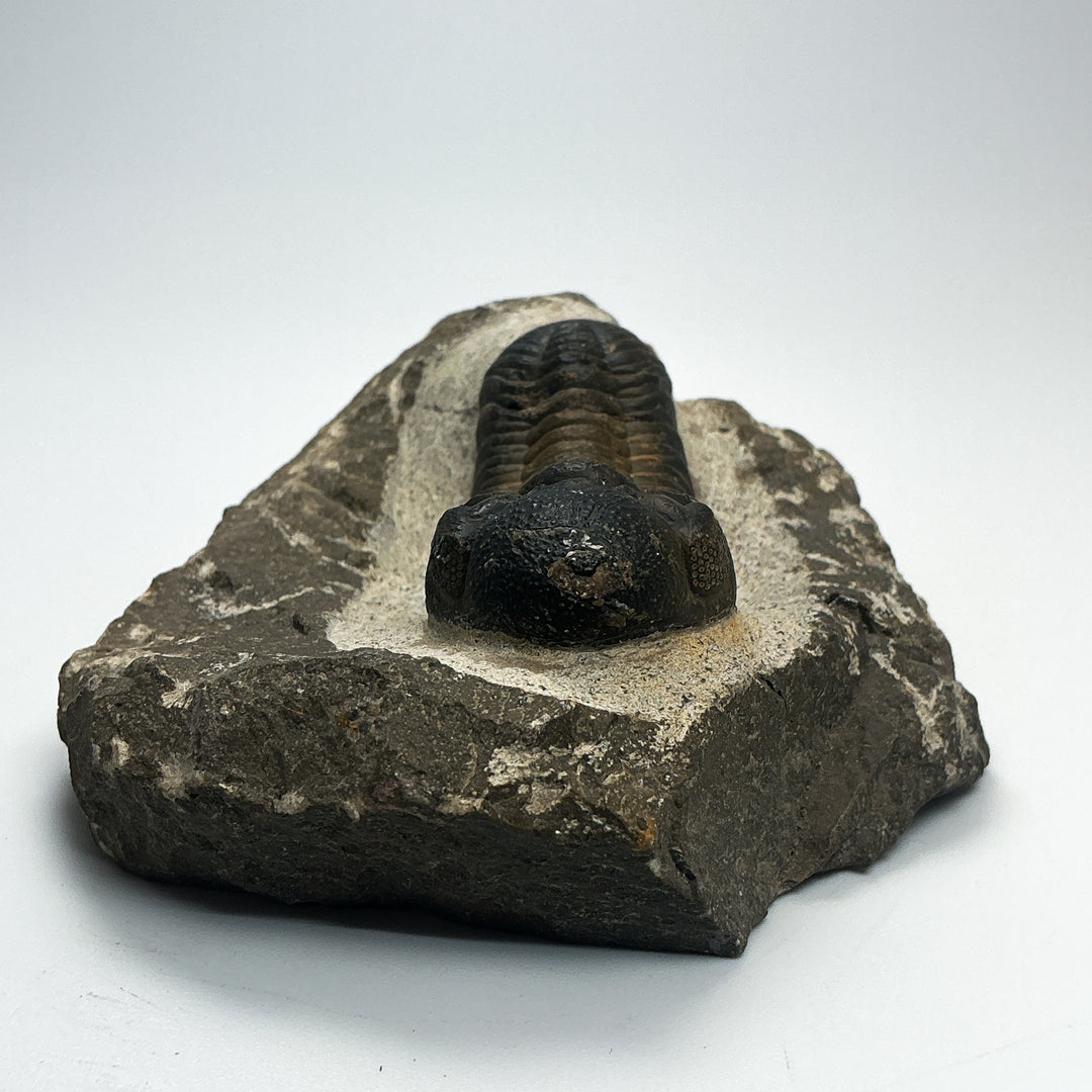 Trilobite Drotops Fossil