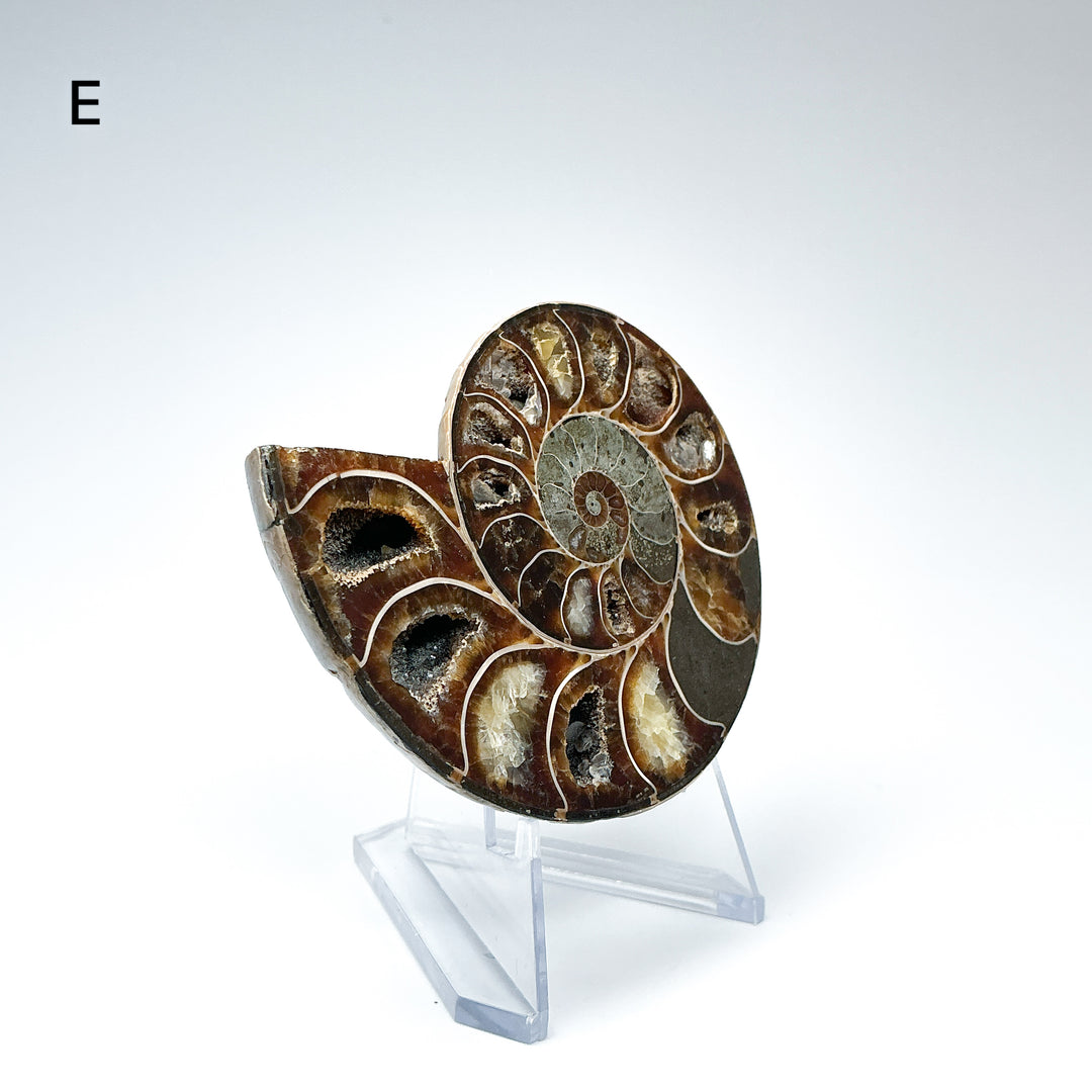 Chambered Ammonite - Rocks and Gems Canada