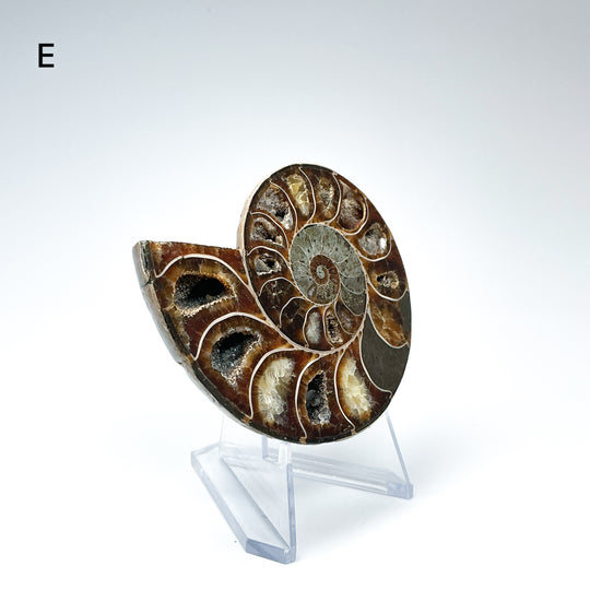 Chambered Ammonite - Rocks and Gems Canada