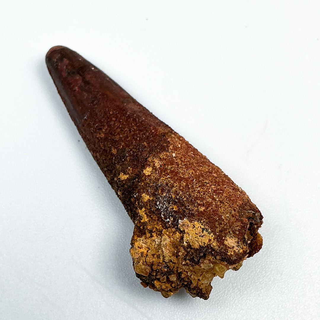 Fossilized Spinosaurus Tooth Specimen