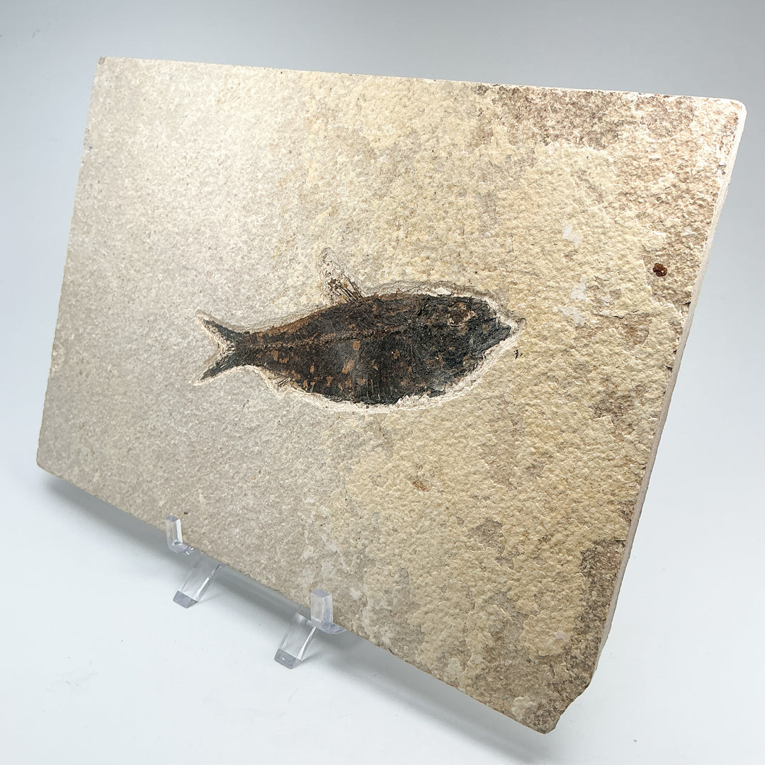 Fish Fossil