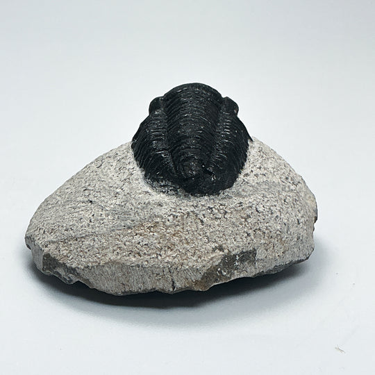 Trilobite Proetus Fossil