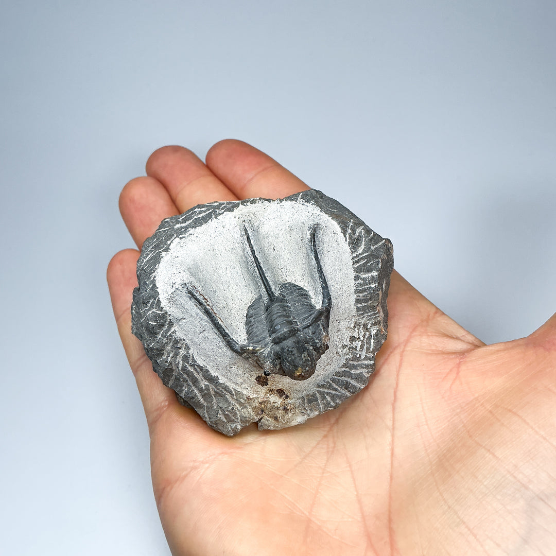Trilobite Otarion Fossil