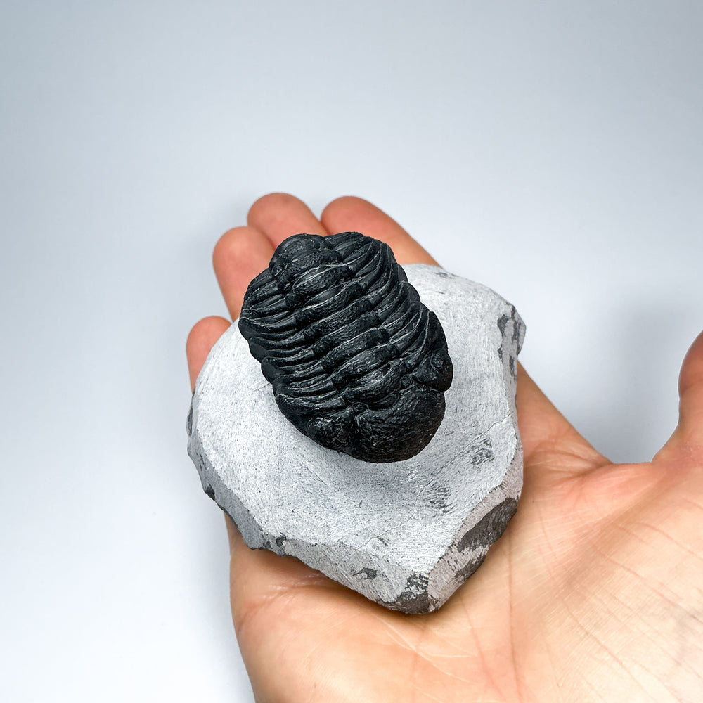 Trilobite Phacops Fossil