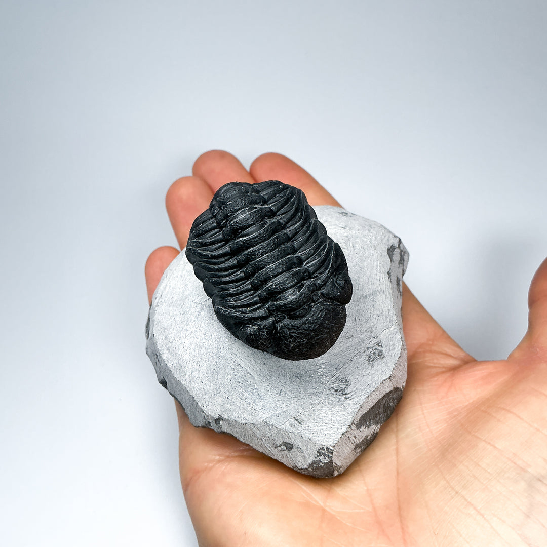 Trilobite Phacops Fossil