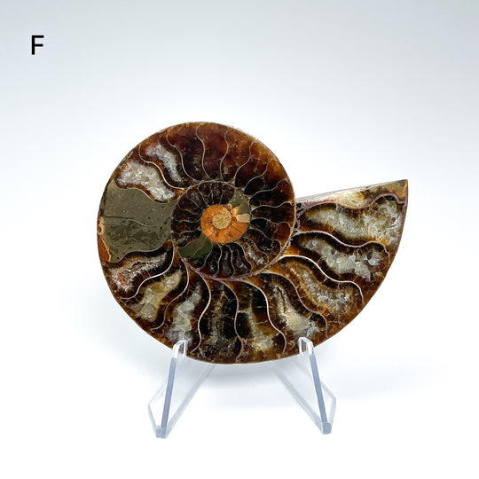 Chambered Ammonite - Rocks and Gems Canada