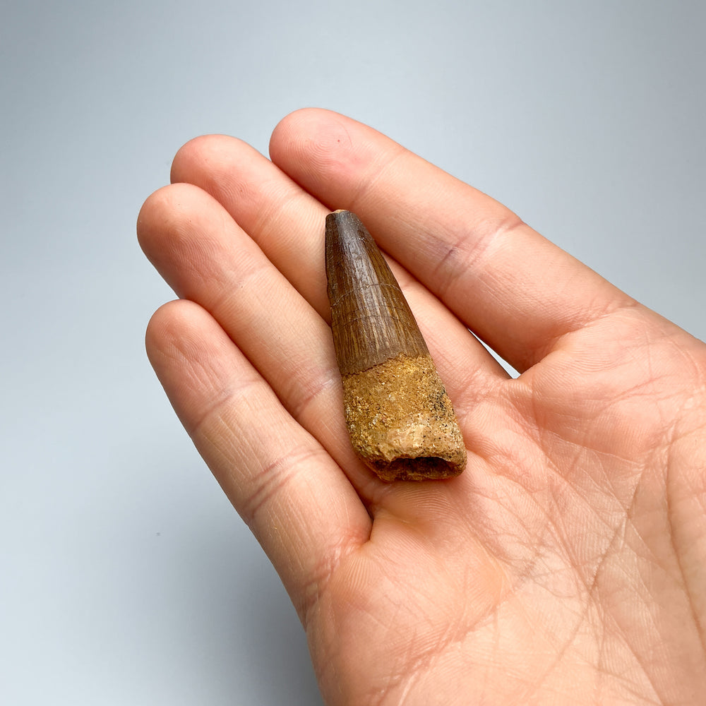 Fossilized Spinosaurus Tooth Specimen