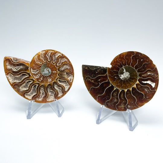 Chambered Ammonite