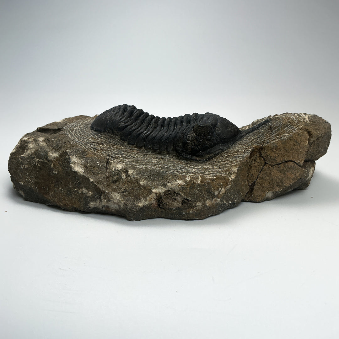 Trilobite Moroccanite Fossil