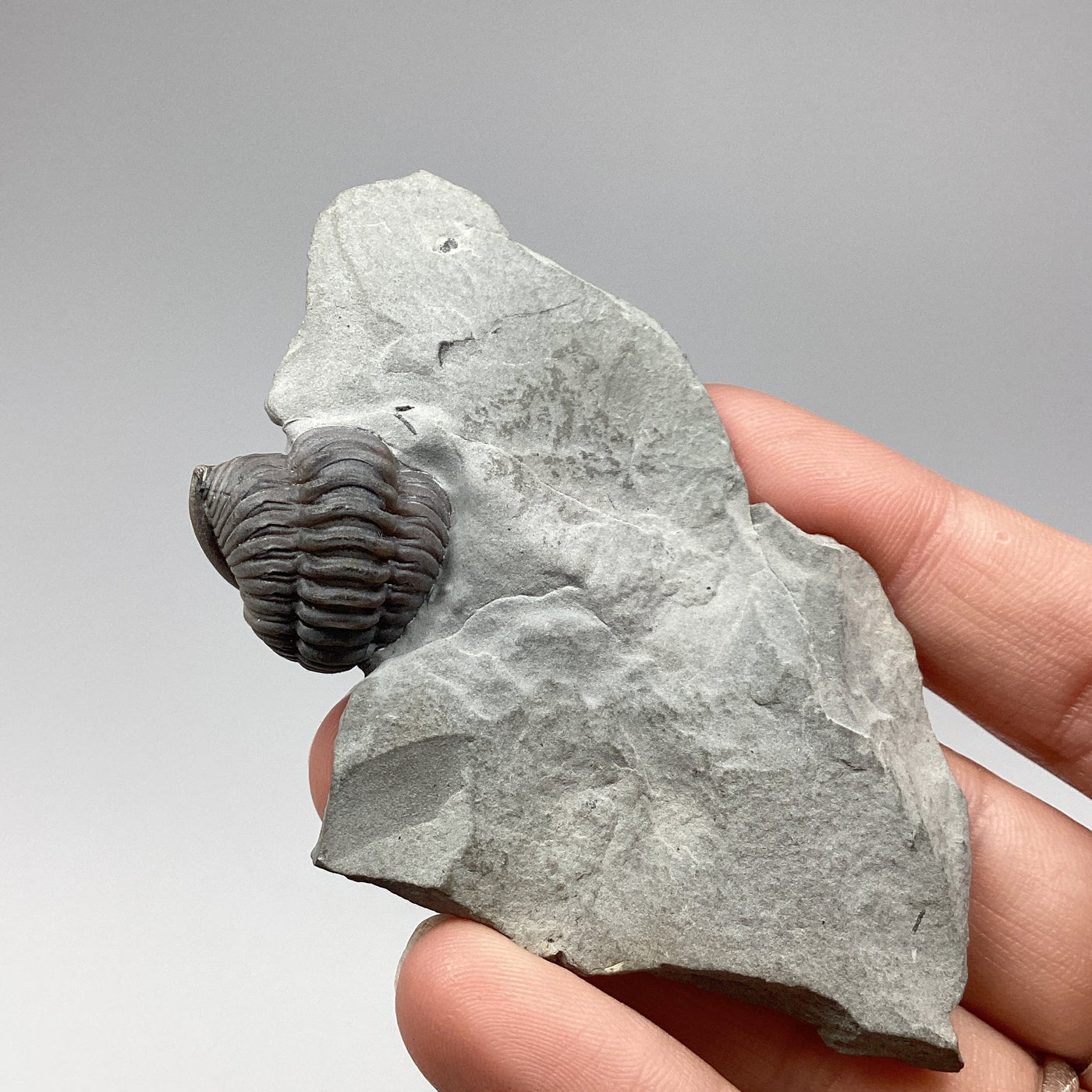 Trilobite Flexicalymene Fossil