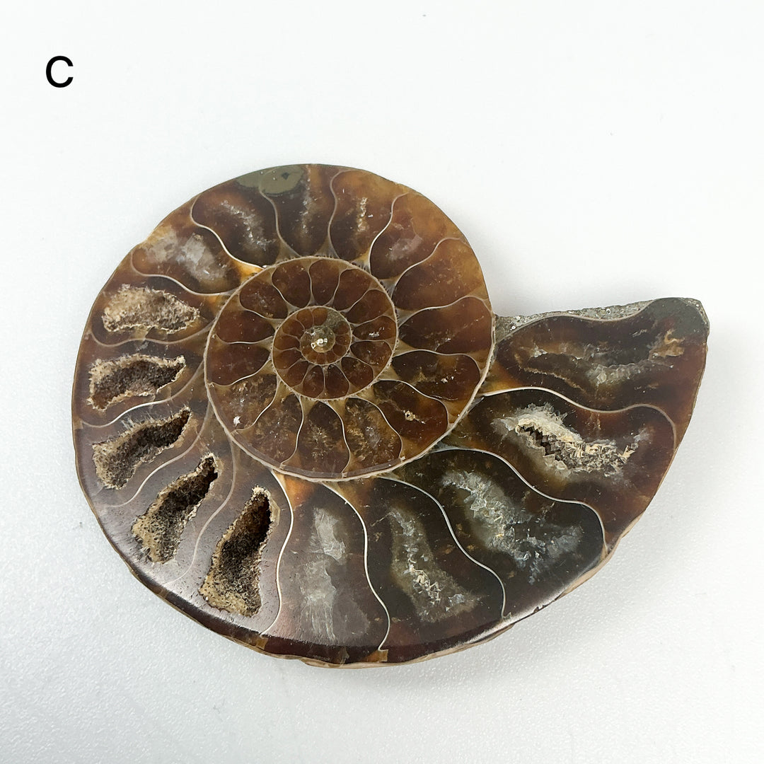Chambered Ammonite