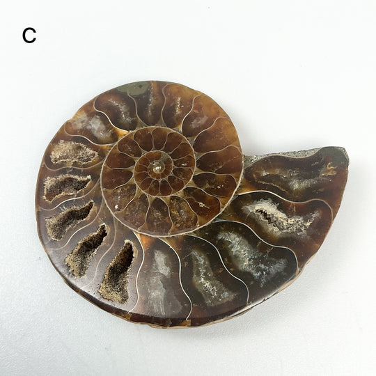 Chambered Ammonite