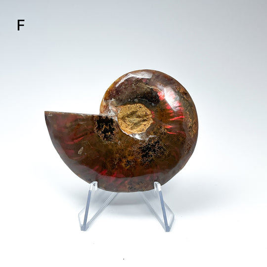 Chambered Ammonite - Rocks and Gems Canada