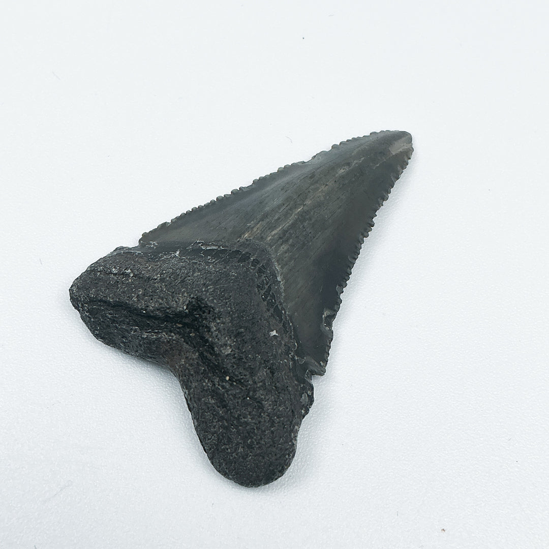Fossilized Shark Tooth Specimen: Carcharodon Megalodon