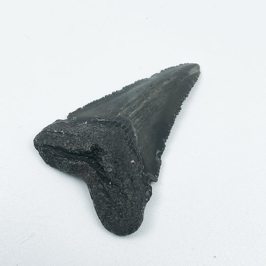 Fossilized Shark Tooth Specimen: Carcharodon Megalodon