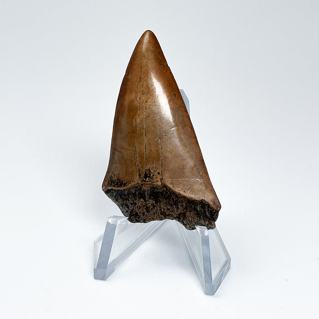 Fossilized Shark Tooth Specimen: Great White Shark