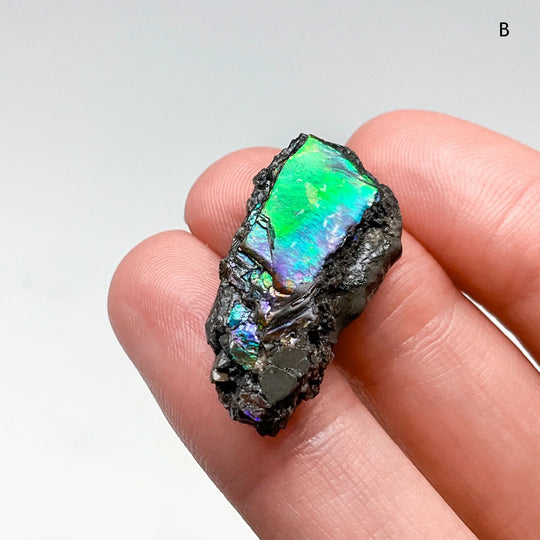 Ammolite Specimen