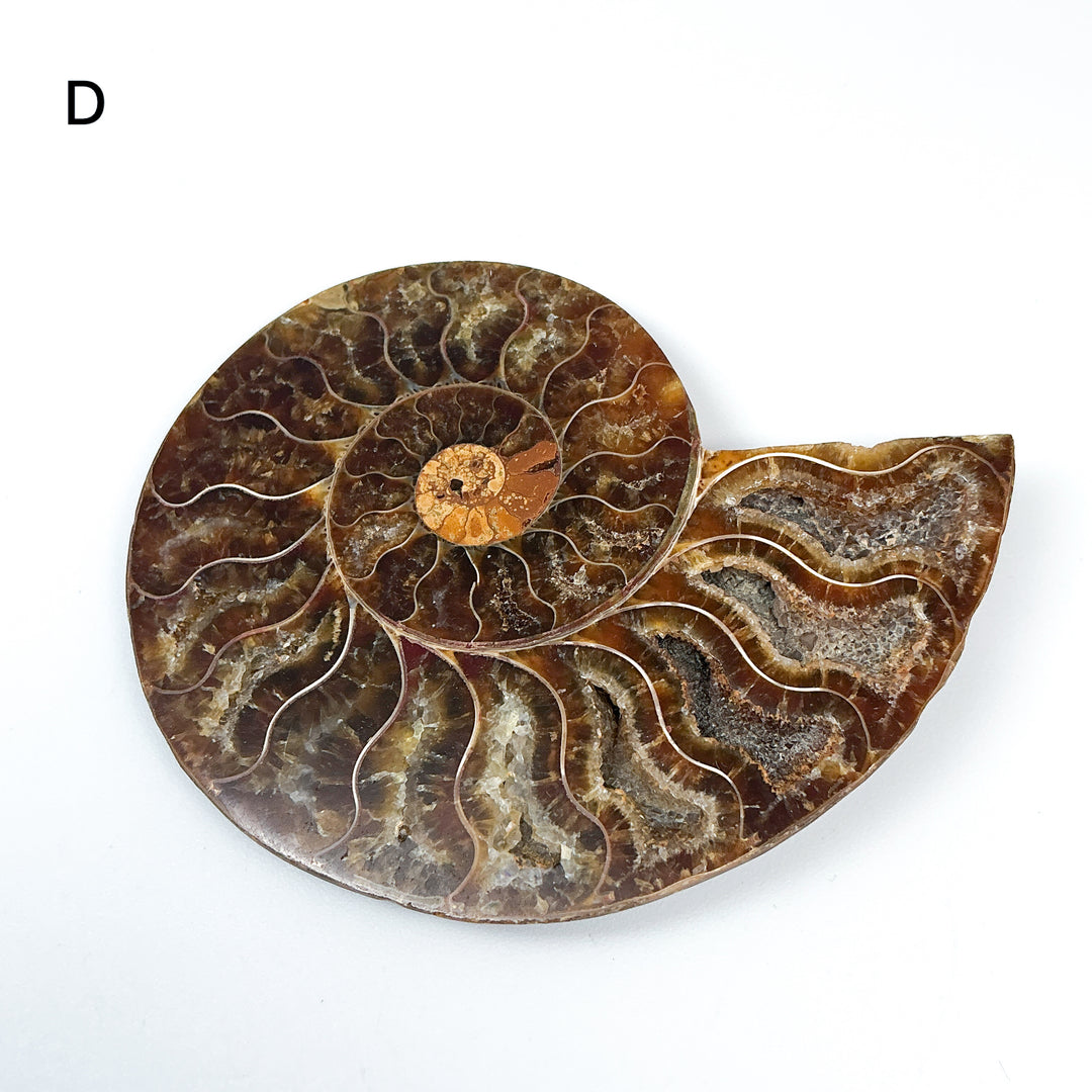 Chambered Ammonite - Rocks and Gems Canada