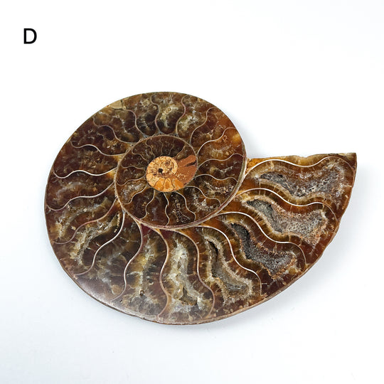 Chambered Ammonite - Rocks and Gems Canada