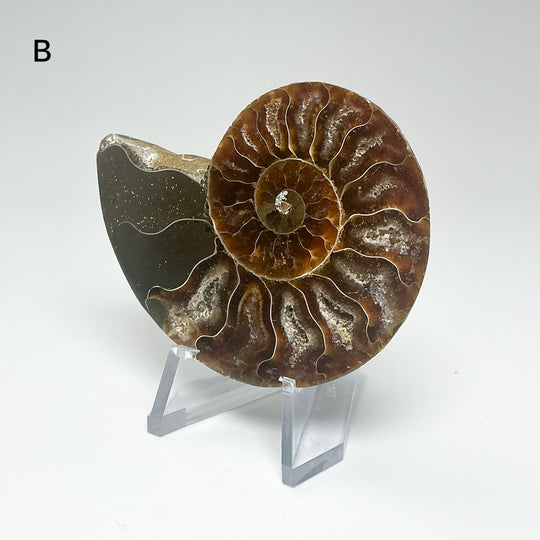 Chambered Ammonite