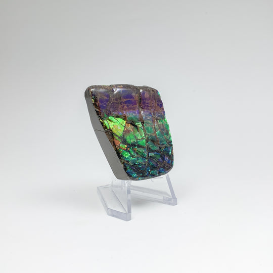 Ammolite Specimen - Rocks and Gems Canada