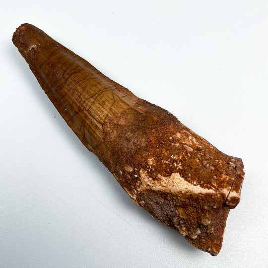 Fossilized Spinosaurus Tooth Specimen