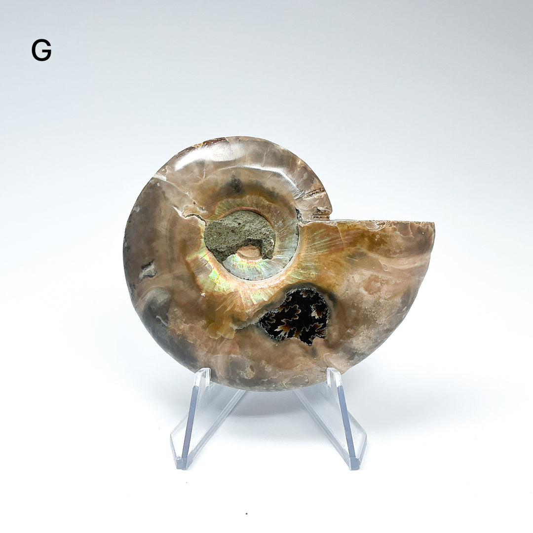 Chambered Ammonite - Rocks and Gems Canada