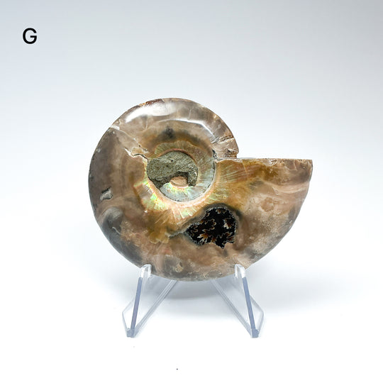 Chambered Ammonite - Rocks and Gems Canada