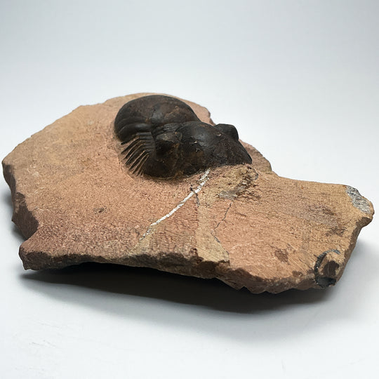Trilobite Paralajurus Fossil
