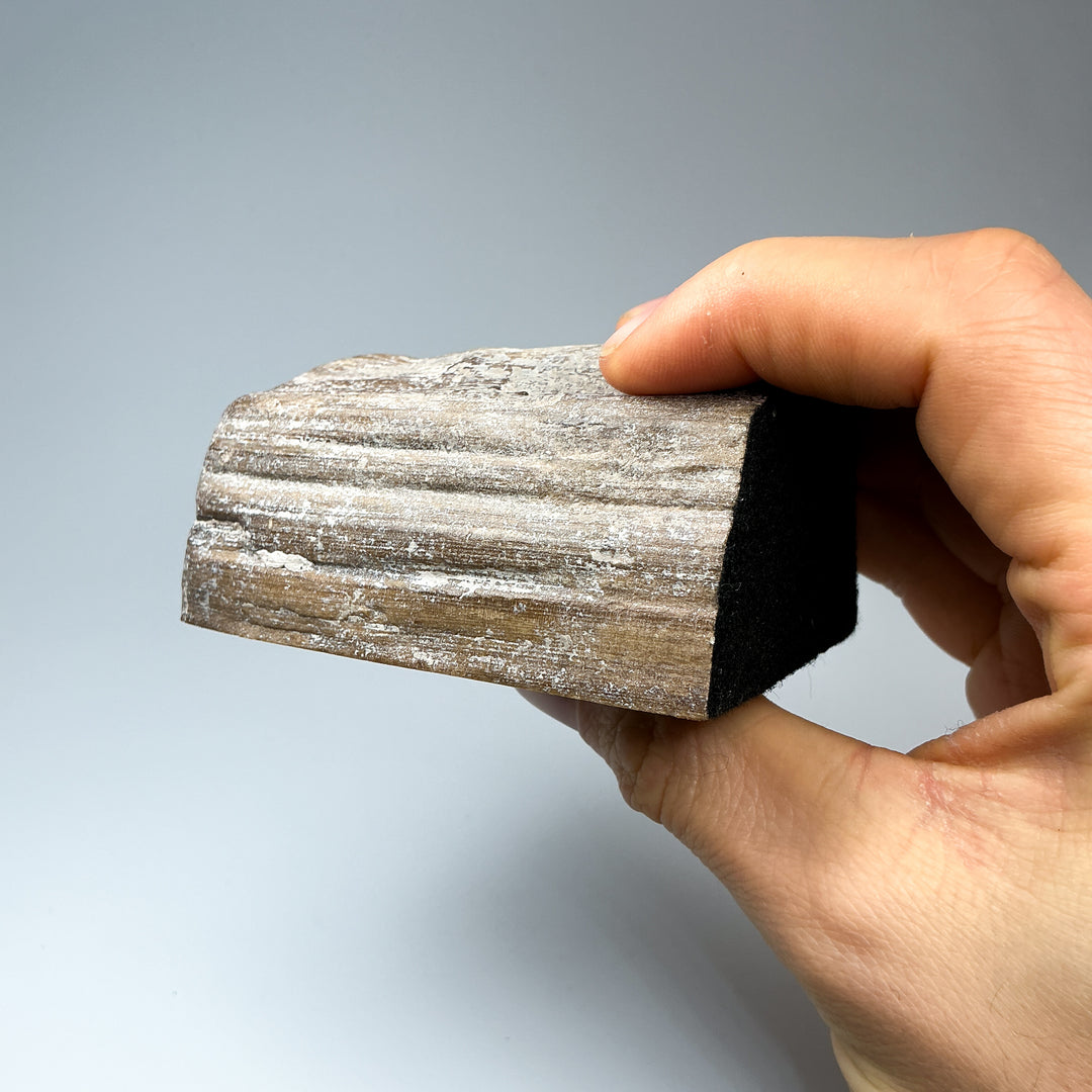 Petrified Wood Stand Up