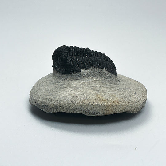 Trilobite Proetus Fossil