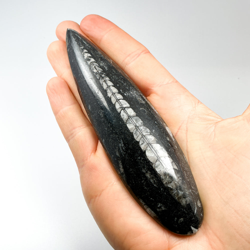 Polished Orthoceras Fossil