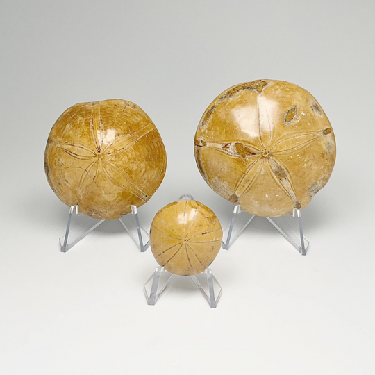 Sea Urchin Fossil - Rocks and Gems Canada