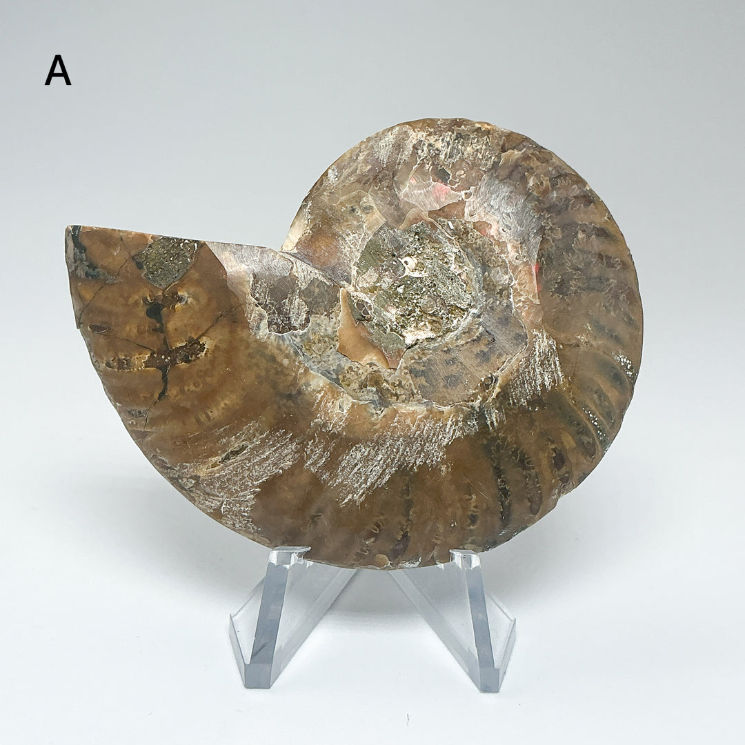 Chambered Ammonite